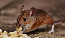 24 Hour & Emergency Exterminators in Burton City, OH